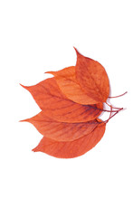 Red Brown Isolated Autumn Leaves