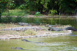 Fototapeta Big Ben - Crocodiles.