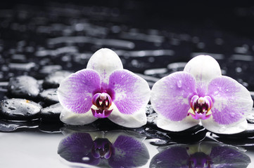 Sticker - Two gorgeous orchid on stones reflection