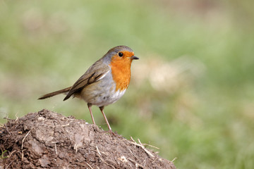 Canvas Print - Robin, Erithacus rubecula