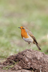 Wall Mural - Robin, Erithacus rubecula