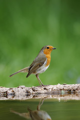 Wall Mural - Robin, Erithacus rubecula