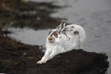 Wall Mural - Mountain hare, Lepus timidus