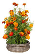 Golden  Marigold flowers grow in basket