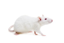 White Laboratory Rat Isolated On White Background