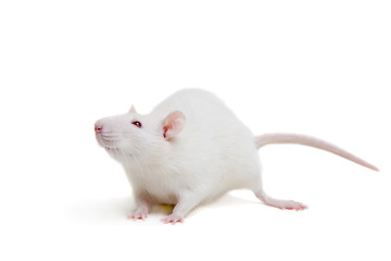 white laboratory rat isolated on white background