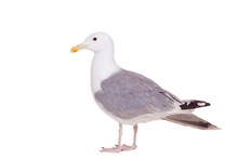 European Herring Gull, (Larus Argentatus), 2 Years Old