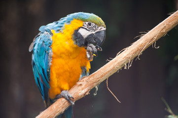 Blue parrot perched on wooden bar