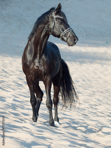 Fototapeta do kuchni beautiful black stallion in the desert