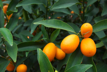 kumquat orange