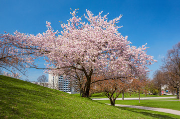 Wall Mural - blossoming apple tree in a park