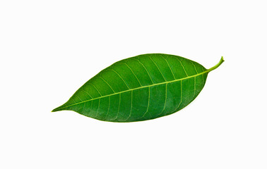 green leaf on white background