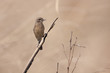 Pied Bushchat bird female, specie Saxicola caprata