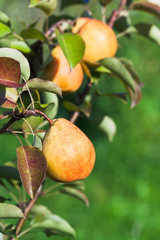 Sticker - ripe yellow and red pears on tree