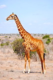 Fototapeta Zwierzęta - Africa - Kenya - Safari - Tsavo East National Park - Giraffa
