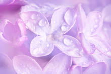 Floral Background With A Dewy Lilac