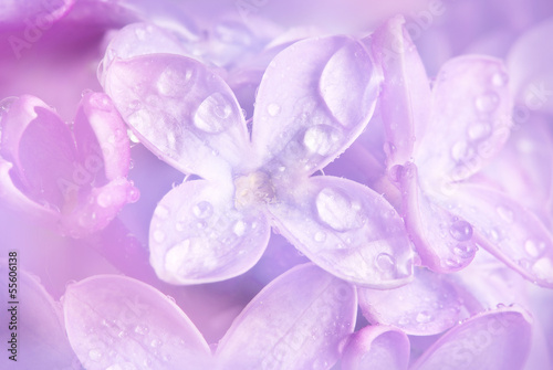 Fototapeta do kuchni floral background with a dewy lilac