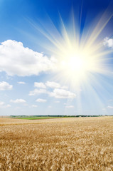 Wall Mural - wheat land background