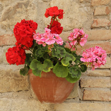 Pink And Red Geranium Flowers In Pot On Brick Wall