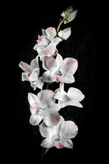 Leinwandbilder - Orchid flowers on black