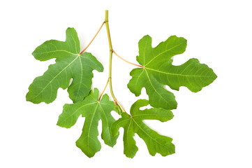fig branch