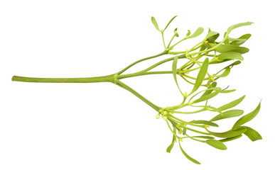 Sticker - mistletoe branch