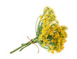 Wild fennel flowers
