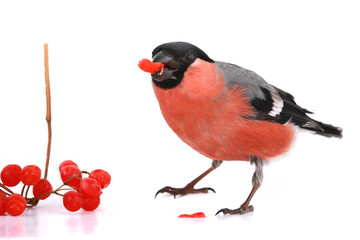 Wall Mural - bullfinch