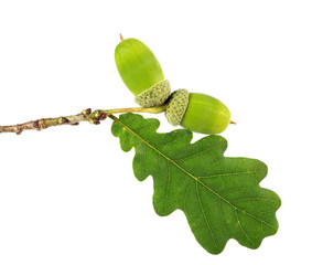 Wall Mural - green acorn with leaf isolated on white