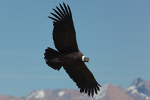 Andean Condor (Vultur Gryphus)