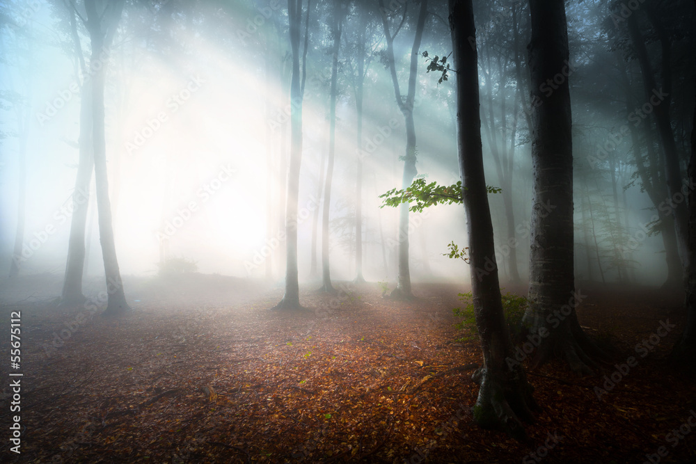 Mystic fantasy fog into the forest - obrazy, fototapety, plakaty 