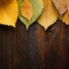 Wall Mural - Autumn background