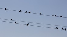 Birds Pigeons Sitting On  Wire