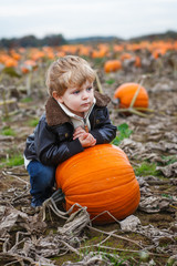 little toddler boy on pumpkin field