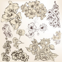 Wall Mural - Collection of vector detailed hand drawn flowers for design