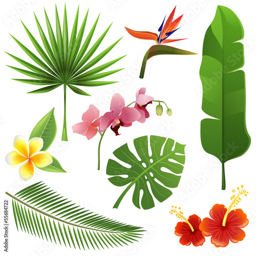 Naklejka dekoracyjna Tropical plants