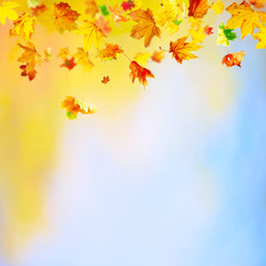Wall Mural - autumn background with falling maple leaves and copy space