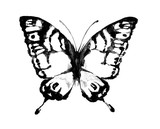 Fototapeta Motyle - butterfly,watercolor design