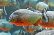 Red piranha (Pygocentrus nattereri)