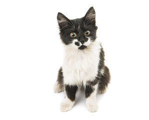 Wall Mural - black and white kitten isolated