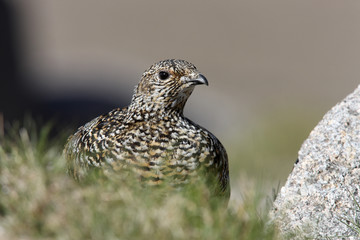 Canvas Print - Ptarmigan, Lagopus mutus