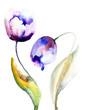 Blue Tulips flowers
