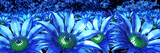Fototapeta Kwiaty - 3d blue flowers panorama