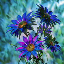 Beauty Blue 3d Flowers