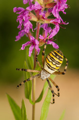 Wall Mural - Argiope bruennichi