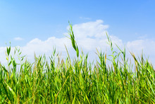 Reeds Background