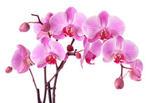 Purple Orchids Isolated On A White Background