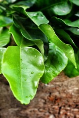 Wall Mural - Kaffir lime leaves