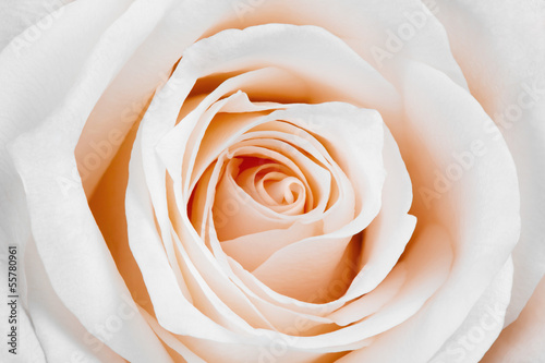 Plakat na zamówienie Piękny biały kwiat róży