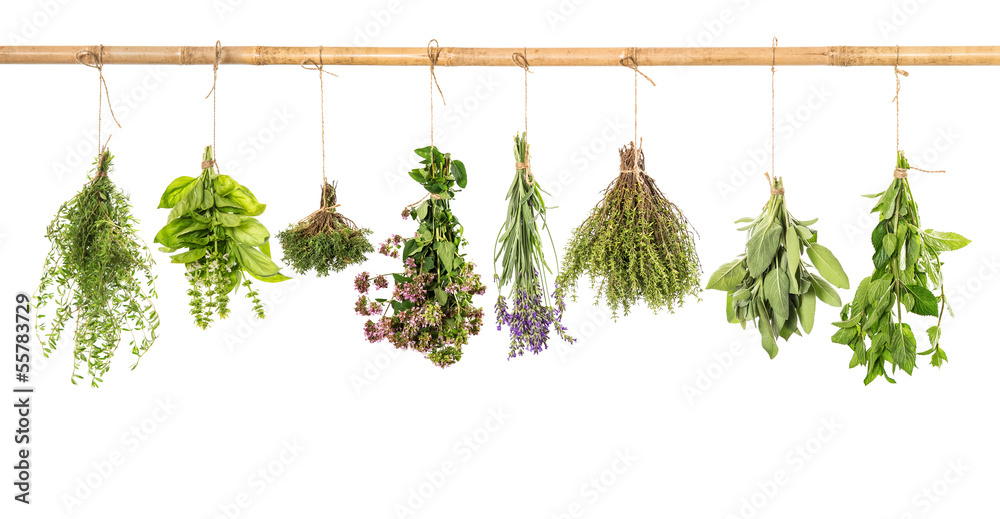 varios fresh herbs isolated on white - obrazy, fototapety, plakaty 